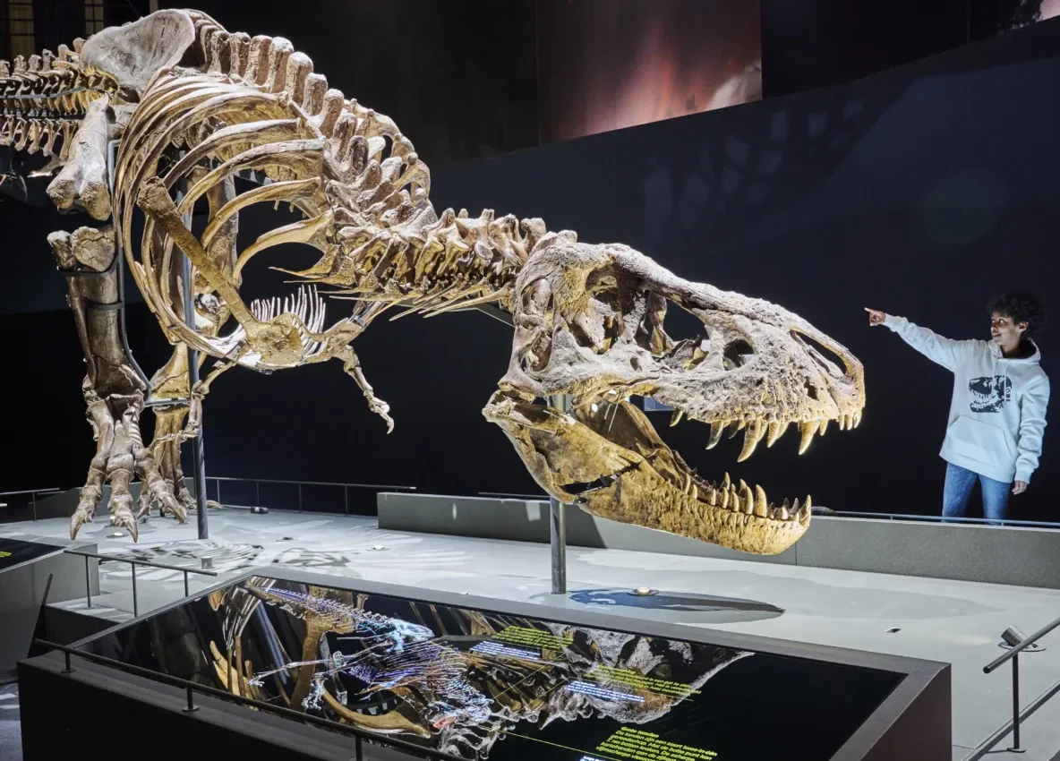 Naturalis